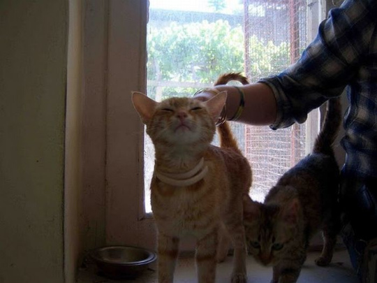 kittens_found_by_us_marines_in_afghanistan_18