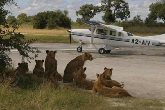only_in_africa_07