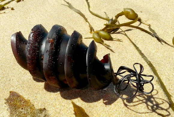 エイリアンがらみにしかみえねぇ！海岸に落ちていた螺旋状の黒い物体の正体は？