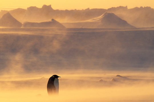 penguins_16