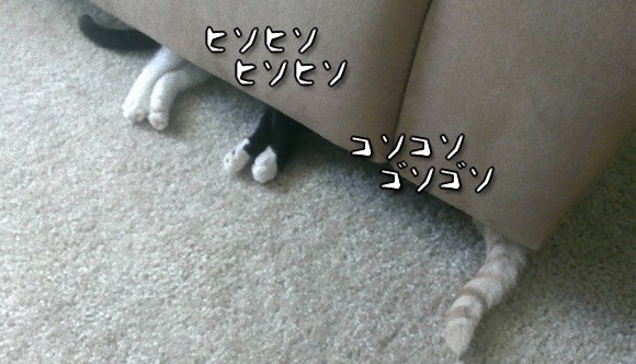 何の相談？猫の秘密のミーティング会場はこちら