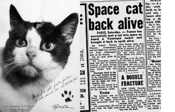 猫として初めて宇宙に飛び立った「フェリセット」の知られざる歴史