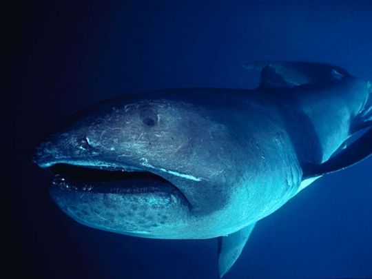 sharks_12
