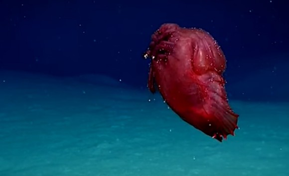 ヘッドレス・チキンモンスターの異名を持つ深海ナマコ「ユメナマコ」があらやだかわいい動きっぷり！