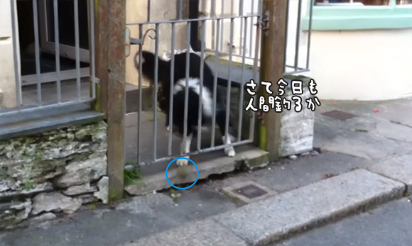 さーて今日も人間釣ってみっか。ボールを路上に転がし通行人と遊んでもらう賢い犬