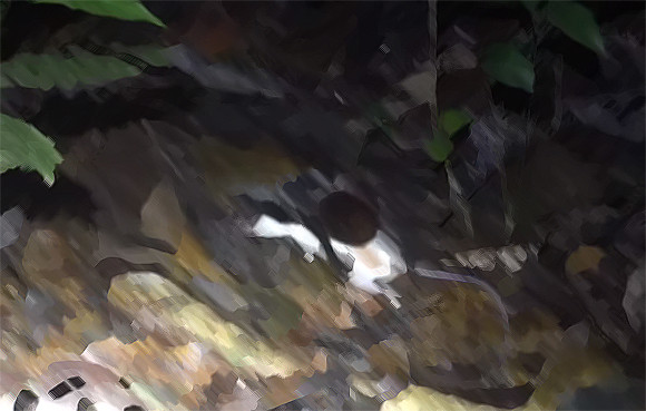 アマゾンのジャングルの闇の中で、巨大なタランチュラが哺乳類のオポッサムを捕食していた件（ペルー※クモ出演中）