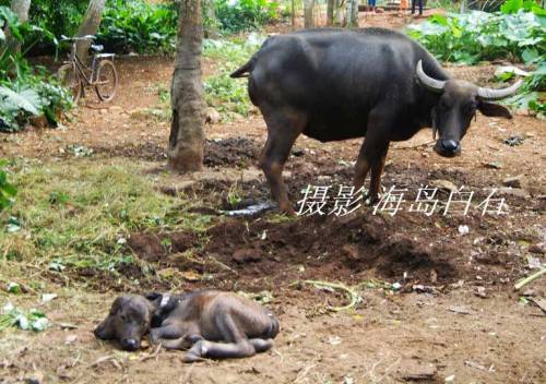 calf-003