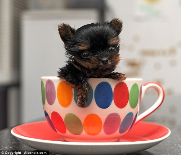 コーヒーカップにすっぽり入る。世界最小クラスの子犬、ベル。（イギリス）