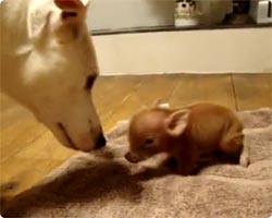 ミニの中のミニ、生まれたばかりの赤ちゃんミニブタ