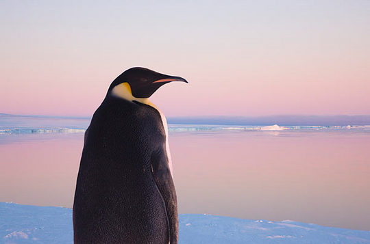 penguins_01
