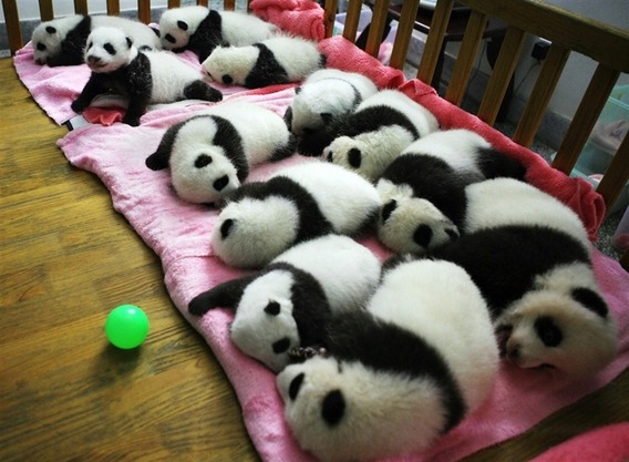 12-panda-cubs-cuddling-together-in-a-crib-4150-1317131045-1