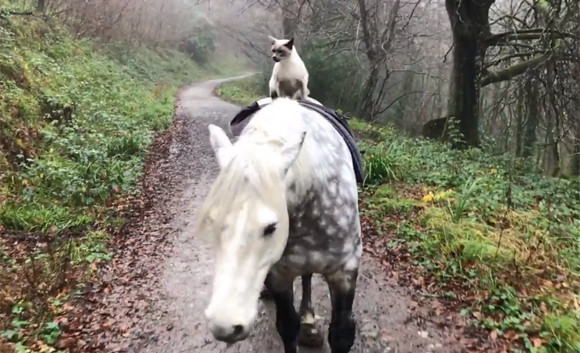 大親友の馬に乗り、仲良く２匹で毎日散歩。猫と馬の友情物語（イギリス）