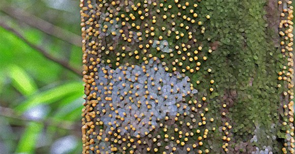 樹木にへばりついた無数のつぶつぶは小さな生態系を作り上げる不思議な寄生植物だった。（昆虫+つぶつぶ閲覧注意）
