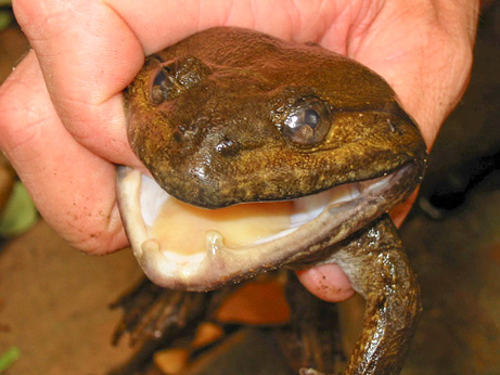 090928-01-mekong-fanged-frog_big