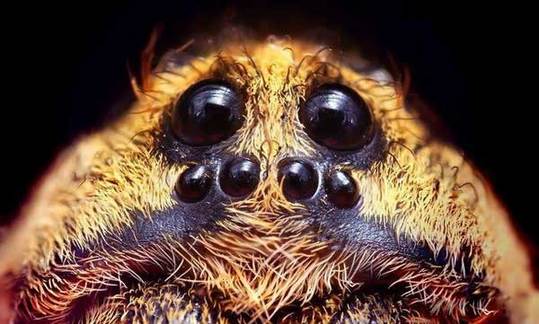 cute animals spiders