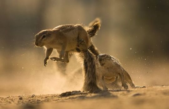 gophers_10