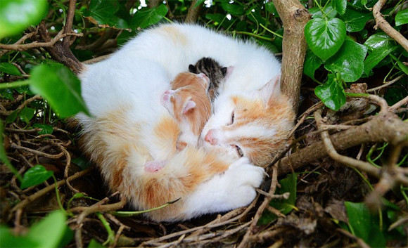 にゃんとびっくり！木の上にある鳥の巣で、猫が子どもを産んじゃったよ。（アイルランド）