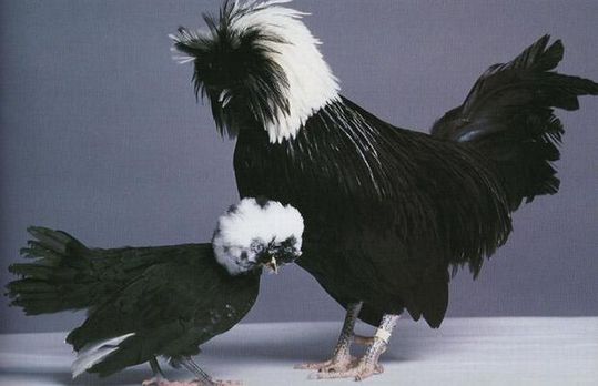 Unusual-hen-01