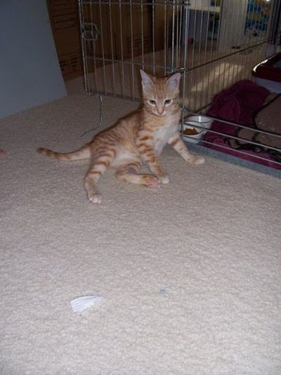 kittens_found_by_us_marines_in_afghanistan_19