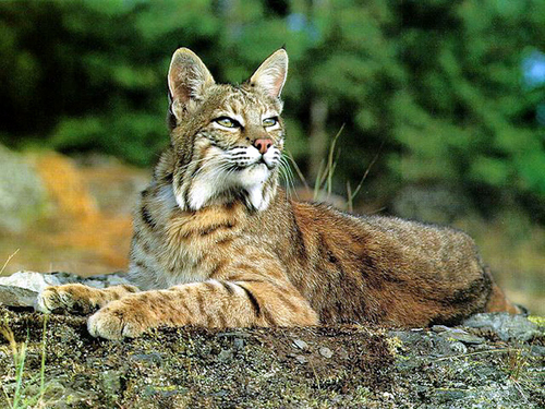bobcat_lying