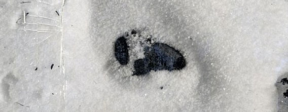 雪男（イエティ）か？ロシアの洞窟で未知の哺乳類の体毛、イエティーのものである可能性は60-70％