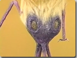 カオス
