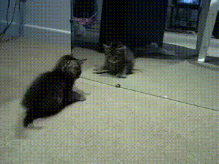 Cat playing with Cat Cat vs Mirror - Imgur