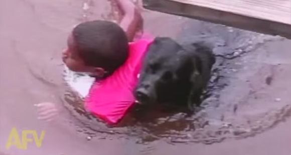 溺れてる！助けなきゃ。男の子を必死に引き上げようとする犬
