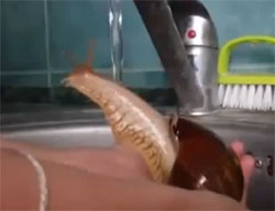 気持ちイイ！優雅にそしてセクシーに、水道水でシャワーを浴びる巨大カタツムリ