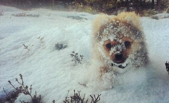 こう寒くっちゃよう。寒さ対策に見る動物と雪のぽかぽか面白画像