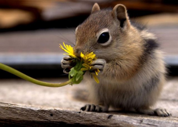 these_funny_animals_465_640_08