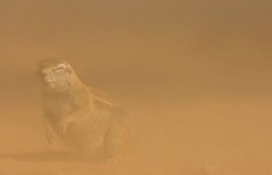 gophers_03