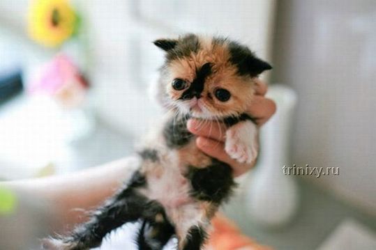 adorable_tiny_kitten_14
