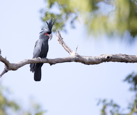 palm_cockatoo_e