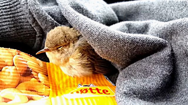 心も身体も温かくなる。車の屋根に挟まれた小さな小鳥の救助物語