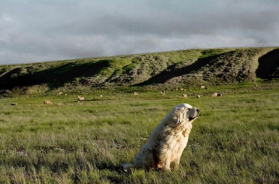 old_dogs_06