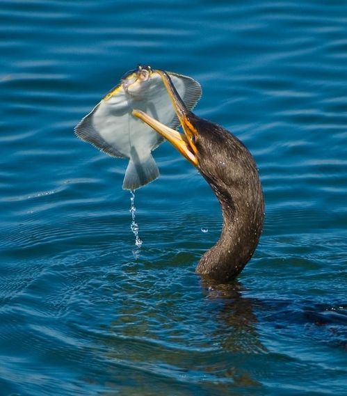 birds_eat_everything_11