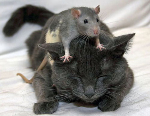 Funny-Cat-4