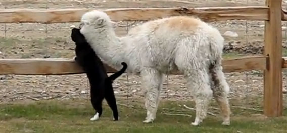 猫が放っておけないアルパカ、いつでもどこでも猫がそばにやってくるよ