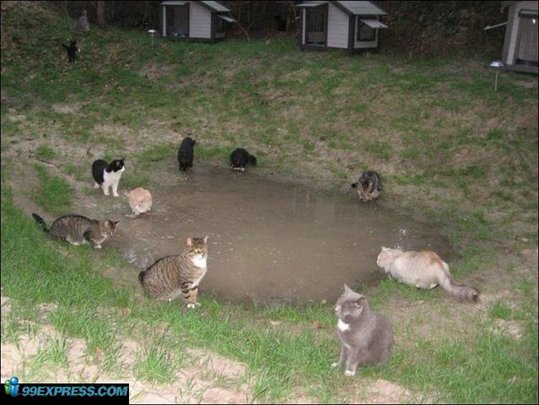 cat-rancho-03