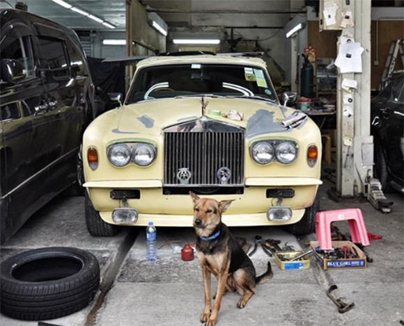 香港の自動車修理工場には車庫の番をする犬が多く存在する。愛すべきガレージドッグ（車庫犬）たちの写真