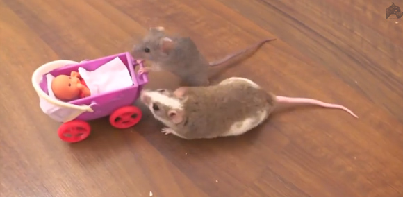うれしそうに赤子の入った乳母車を押すネズミ。そんなネズミに訪れた突然の悲劇はこの後すぐ！！