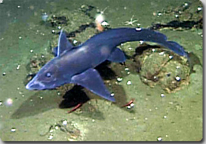 頭にこん棒のような男性器のある新種のギンザメが発見される