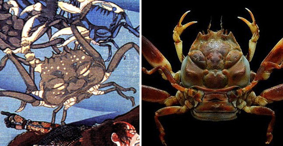 甲羅に人面を持つカニ、平家蟹が海外で特集されている件