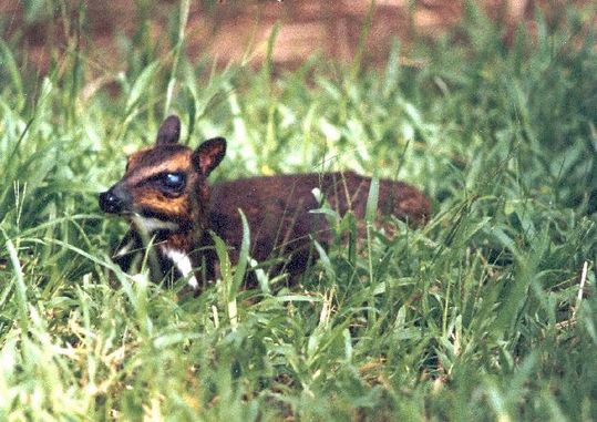 mouse_deer_17