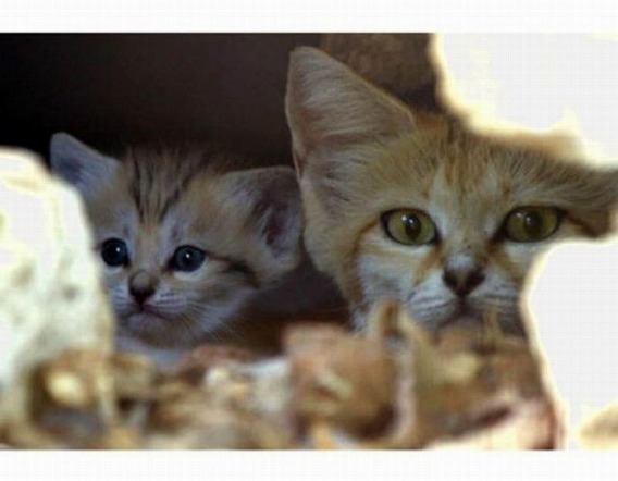 sand_cat_kitten_10