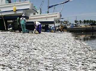 千葉の漁港で200トンにおよぶイワシが大量死