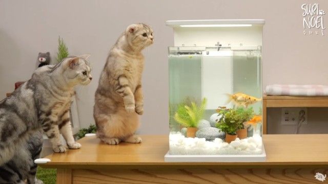 何これ、お魚？遊んじゃダメ？金魚のための水槽を用意する様子に興味津々の猫たち