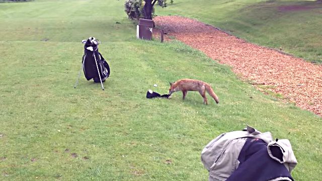 foxngolf1