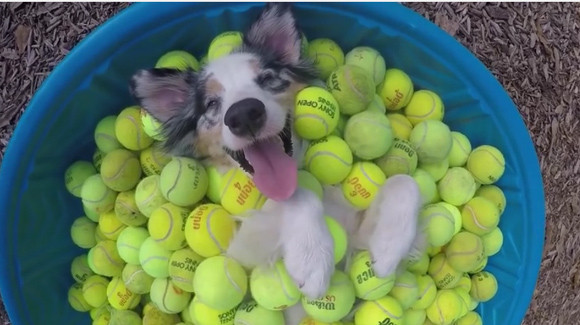 好き過ぎかよ！テニスボールに埋もれて極上のスマイルを見せる犬